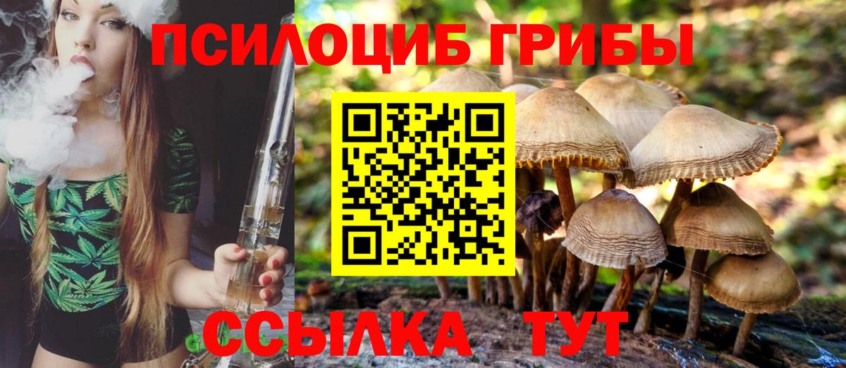 Галлюциногенные грибы Psilocybe Киров